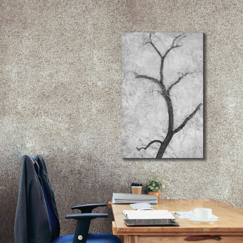 Image of 'Cottonwood Form B&W' by Thomas Haney, Giclee Canvas Wall Art,26 x 40