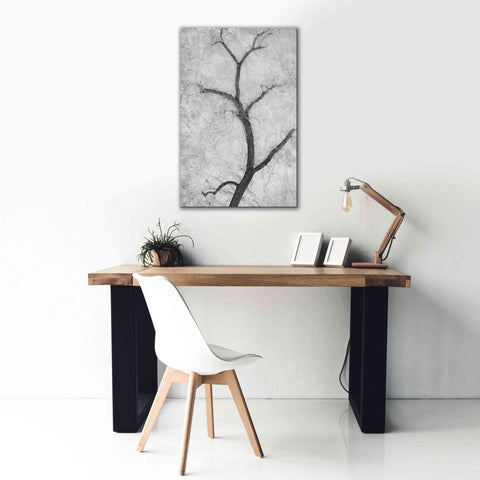 Image of 'Cottonwood Form B&W' by Thomas Haney, Giclee Canvas Wall Art,26 x 40