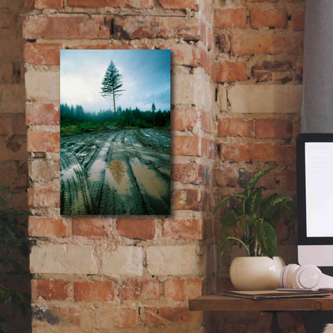 Image of 'Lonefir' by Thomas Haney, Giclee Canvas Wall Art,12 x 18