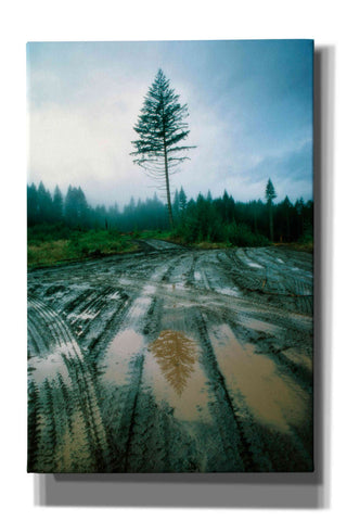 Image of 'Lonefir' by Thomas Haney, Giclee Canvas Wall Art