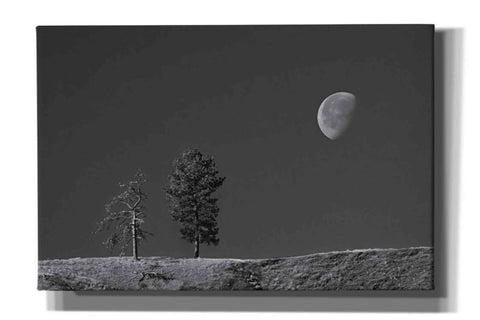 Image of 'Moon Trees Hill' by Thomas Haney, Giclee Canvas Wall Art