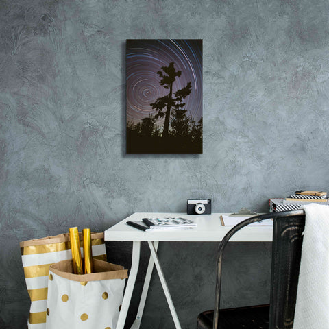 Image of 'Polaris Pine' by Thomas Haney, Giclee Canvas Wall Art,12 x 18