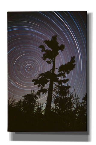 Image of 'Polaris Pine' by Thomas Haney, Giclee Canvas Wall Art