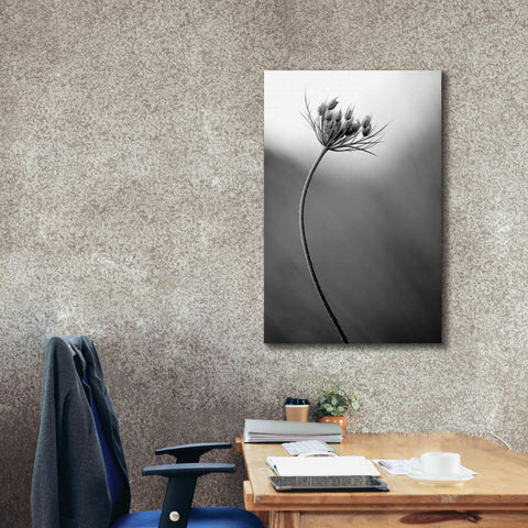 Image of 'Queen Anne's B&W' by Thomas Haney, Giclee Canvas Wall Art,26 x 40