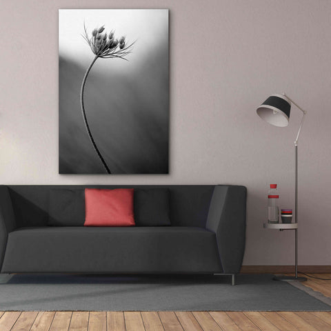 Image of 'Queen Anne's B&W' by Thomas Haney, Giclee Canvas Wall Art,40 x 60