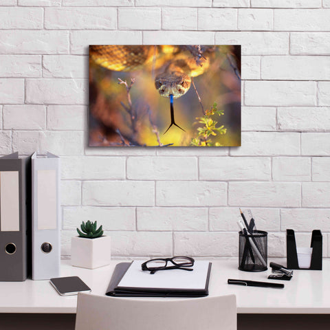 Image of 'Rattle' by Thomas Haney, Giclee Canvas Wall Art,18 x 12