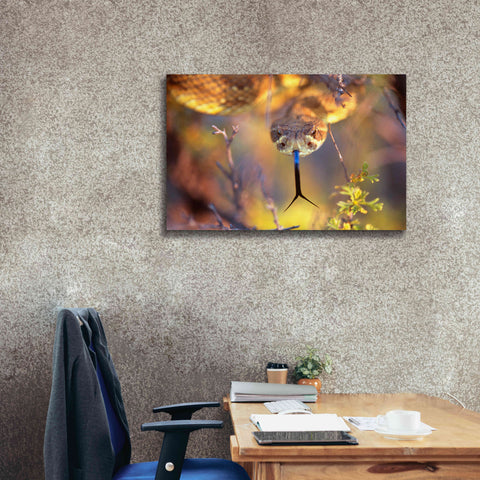 Image of 'Rattle' by Thomas Haney, Giclee Canvas Wall Art,40 x 26