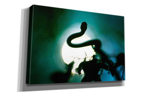 Image of 'Snake Sun' by Thomas Haney, Giclee Canvas Wall Art