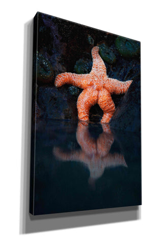 Image of 'Starfish Reflection 2' by Thomas Haney, Giclee Canvas Wall Art