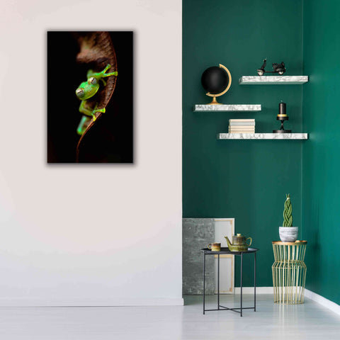 Image of 'Frog Portrait' by Thomas Haney, Giclee Canvas Wall Art,26 x 40