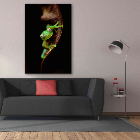 Image of 'Frog Portrait' by Thomas Haney, Giclee Canvas Wall Art,40 x 60
