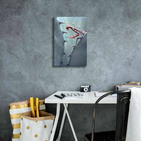 Image of 'Mantis Agave' by Thomas Haney, Giclee Canvas Wall Art,12 x 18