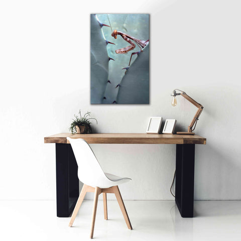 Image of 'Mantis Agave' by Thomas Haney, Giclee Canvas Wall Art,26 x 40