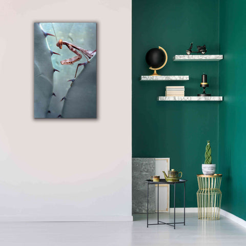 Image of 'Mantis Agave' by Thomas Haney, Giclee Canvas Wall Art,26 x 40
