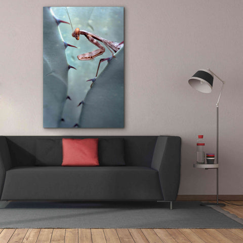 Image of 'Mantis Agave' by Thomas Haney, Giclee Canvas Wall Art,40 x 60