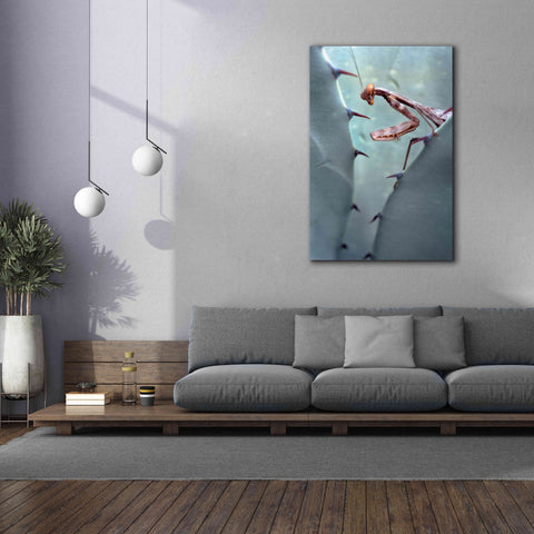 Image of 'Mantis Agave' by Thomas Haney, Giclee Canvas Wall Art,40 x 60