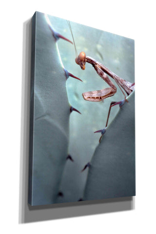 Image of 'Mantis Agave' by Thomas Haney, Giclee Canvas Wall Art