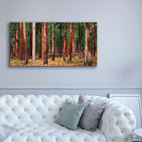 Image of 'Ponderosa Trunks' by Thomas Haney, Giclee Canvas Wall Art,60 x 30