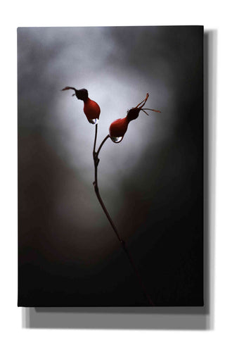 Image of 'Rose Hips' by Thomas Haney, Giclee Canvas Wall Art