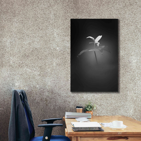 Image of 'Trillium Pastel 1 B&W' by Thomas Haney, Giclee Canvas Wall Art,26 x 40