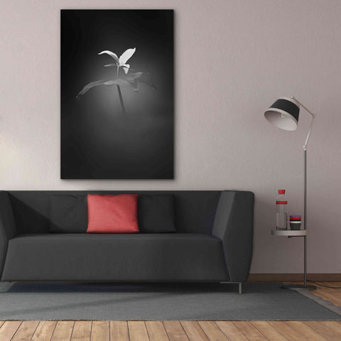 Image of 'Trillium Pastel 1 B&W' by Thomas Haney, Giclee Canvas Wall Art,40 x 60