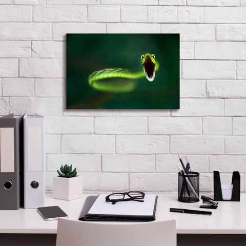 Image of 'Vine Snake' by Thomas Haney, Giclee Canvas Wall Art,18 x 12