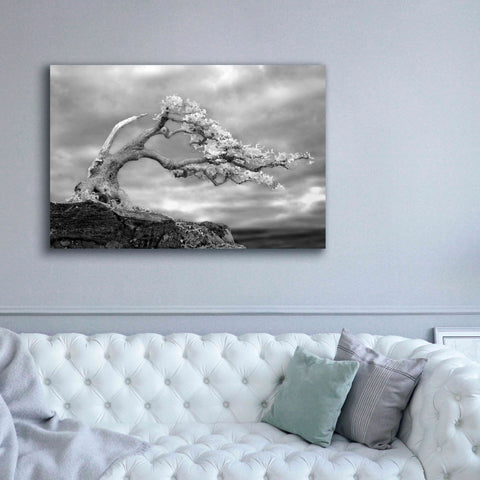 Image of 'Bonzai' by Mike Jones, Giclee Canvas Wall Art,60 x 40