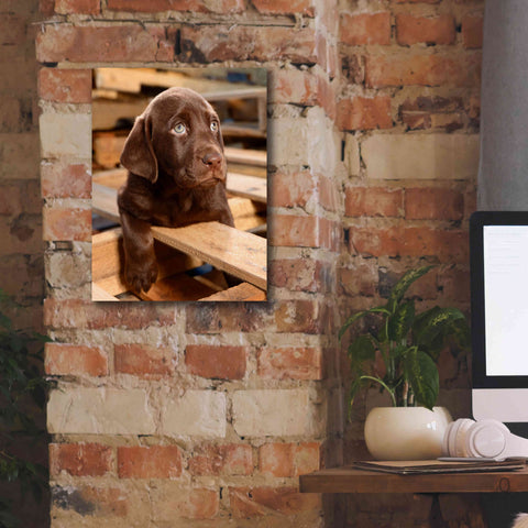 Image of 'Bryce Puppy' by Mike Jones, Giclee Canvas Wall Art,12 x 16