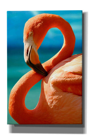 Image of 'Flamingo' by Mike Jones, Giclee Canvas Wall Art