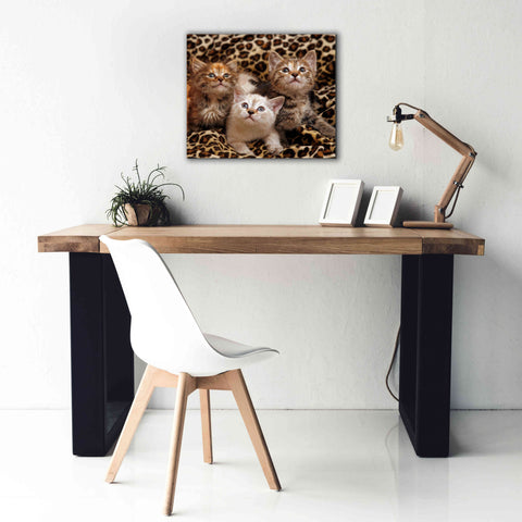 Image of 'Kittens' by Mike Jones, Giclee Canvas Wall Art,24 x 20