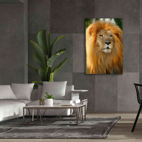 Image of 'Lion' by Mike Jones, Giclee Canvas Wall Art,40 x 60