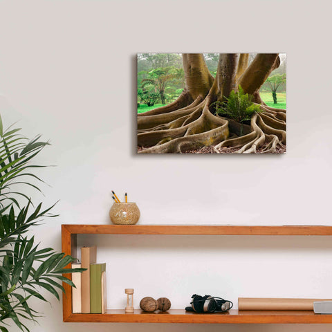 Image of 'Roots Sarasots Big Tree' by Mike Jones, Giclee Canvas Wall Art,18 x 12