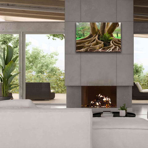 Image of 'Roots Sarasots Big Tree' by Mike Jones, Giclee Canvas Wall Art,40 x 26
