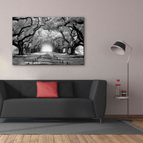 Image of 'Oak Alley inf CHECK' by Mike Jones, Giclee Canvas Wall Art,60 x 40