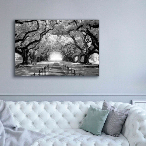 Image of 'Oak Alley inf CHECK' by Mike Jones, Giclee Canvas Wall Art,60 x 40