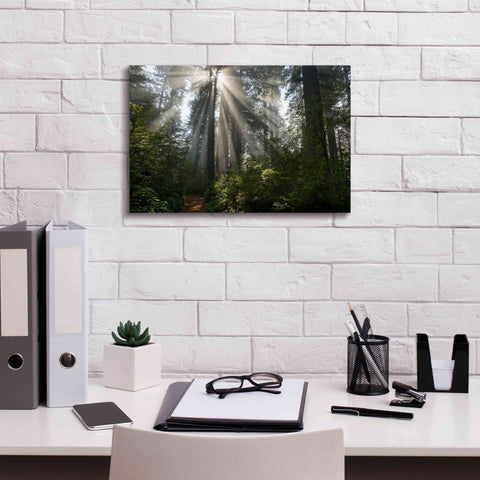 Image of 'Redwoods NP Ladybird Johnson Lightbeams' by Mike Jones, Giclee Canvas Wall Art,18 x 12