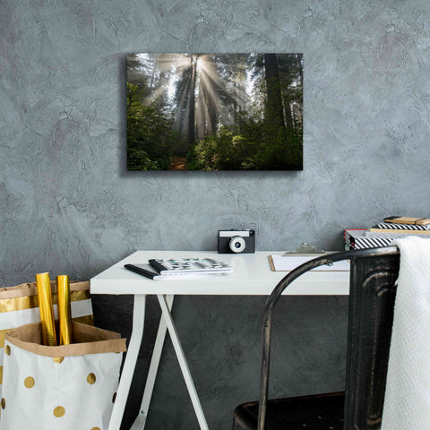 Image of 'Redwoods NP Ladybird Johnson Lightbeams' by Mike Jones, Giclee Canvas Wall Art,18 x 12
