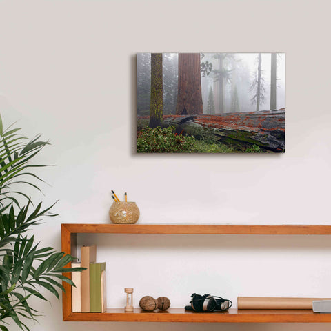 Image of 'Sequoia Fallen Giant' by Mike Jones, Giclee Canvas Wall Art,18 x 12