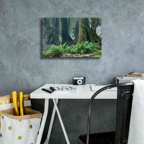 Image of 'Washington Olympic NP Foggy Ferns' by Mike Jones, Giclee Canvas Wall Art,18 x 12