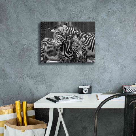 Image of 'Zebras' by Mike Jones, Giclee Canvas Wall Art,16 x 12