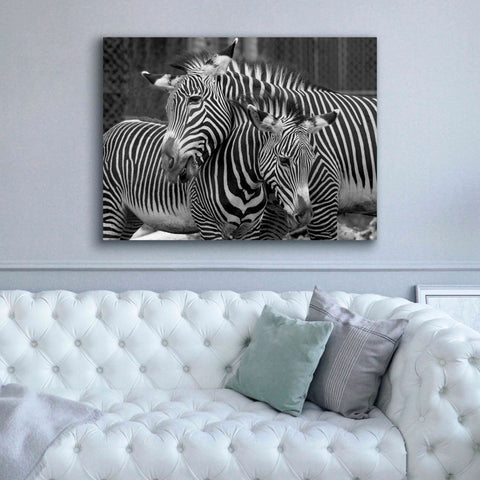 Image of 'Zebras' by Mike Jones, Giclee Canvas Wall Art,54 x 40