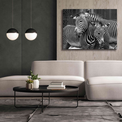 Image of 'Zebras' by Mike Jones, Giclee Canvas Wall Art,54 x 40