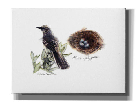 Image of 'Bird & Nest Study I' by Bruce Dean, Giclee Canvas Wall Art