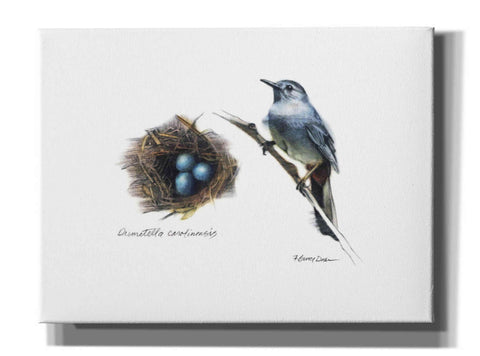 Image of 'Bird & Nest Study II' by Bruce Dean, Giclee Canvas Wall Art