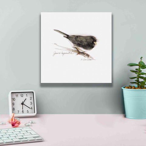 Image of 'Songbird Study V' by Bruce Dean, Giclee Canvas Wall Art,12x12