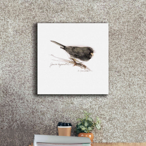 Image of 'Songbird Study V' by Bruce Dean, Giclee Canvas Wall Art,18x18
