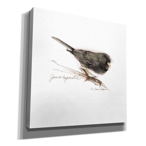 Image of 'Songbird Study V' by Bruce Dean, Giclee Canvas Wall Art