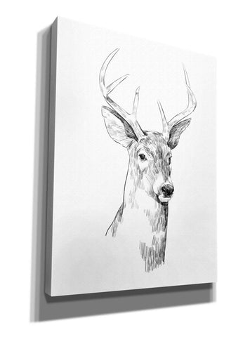 Image of 'Young Buck Sketch I' by Emma Scarvey, Giclee Canvas Wall Art