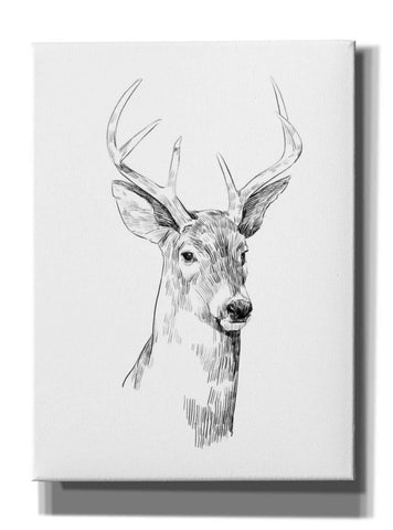 Image of 'Young Buck Sketch I' by Emma Scarvey, Giclee Canvas Wall Art