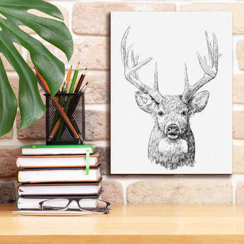 Image of 'Young Buck Sketch II' by Emma Scarvey, Giclee Canvas Wall Art,12 x 16